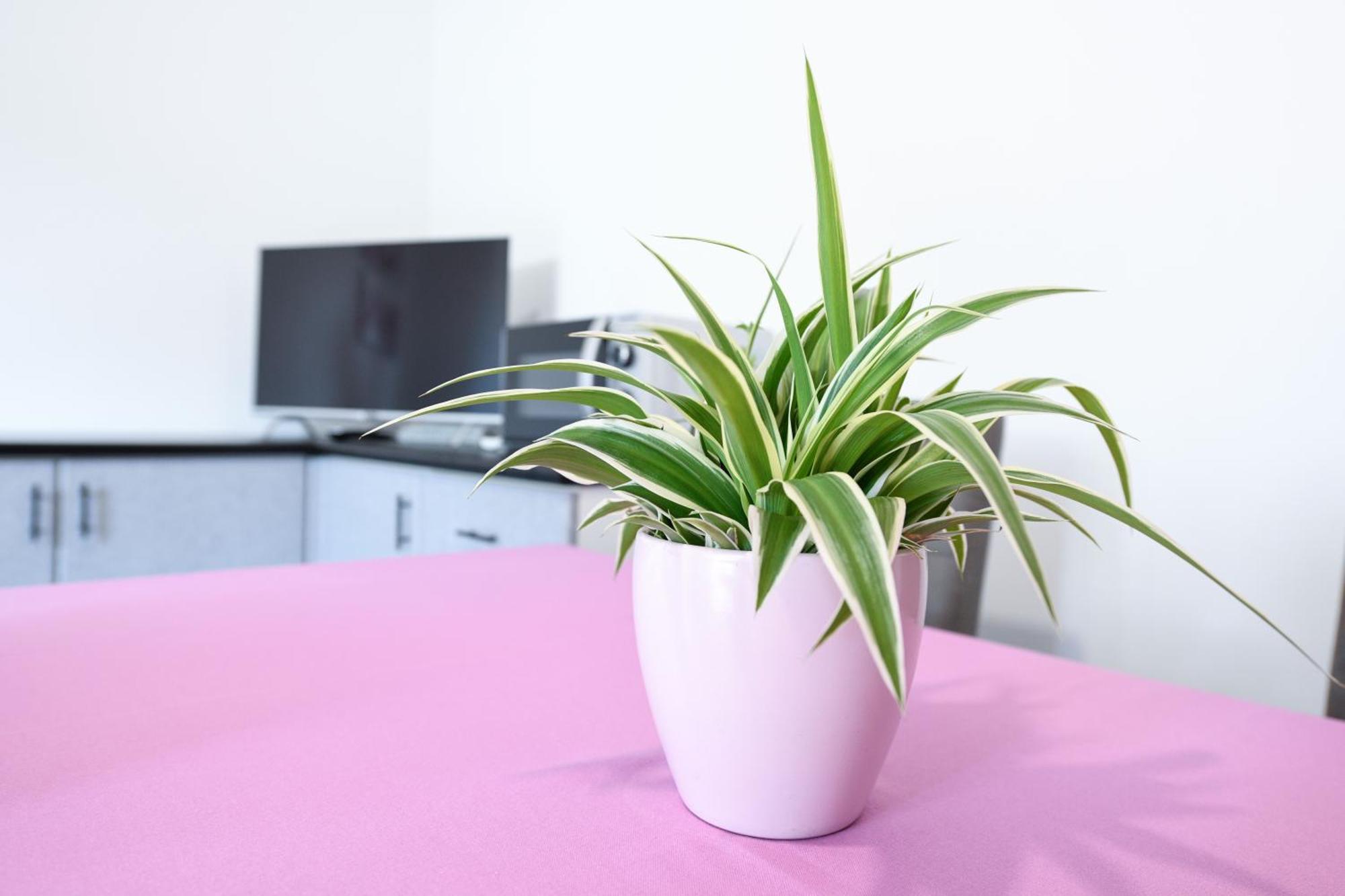 Breeze Apartment Desenzano del Garda Dış mekan fotoğraf